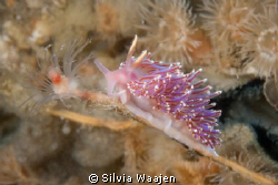 The picture of Facelina auriculata was taken at the dives... by Silvia Waajen 